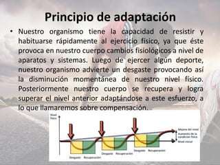 Principio de adaptación
• Nuestro organismo tiene la capacidad de resistir y
habituarse rápidamente al ejercicio físico, ya que éste
provoca en nuestro cuerpo cambios fisiológicos a nivel de
aparatos y sistemas. Luego de ejercer algún deporte,
nuestro organismo advierte un desgaste provocando así
la disminución momentánea de nuestro nivel físico.
Posteriormente nuestro cuerpo se recupera y logra
superar el nivel anterior adaptándose a este esfuerzo, a
lo que llamaremos sobre compensación.
 