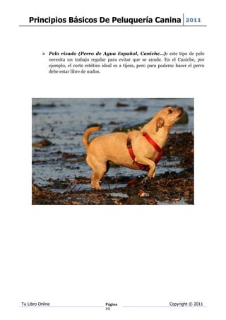 Principios Básicos De Peluquería Canina 2011



           Pelo rizado (Perro de Agua Español, Caniche…): este tipo de pelo
            necesita un trabajo regular para evitar que se anude. En el Caniche, por
            ejemplo, el corte estético ideal es a tijera, pero para poderse hacer el perro
            debe estar libre de nudos.




Tu Libro Online                          Página                         Copyright © 2011
                                         31
 