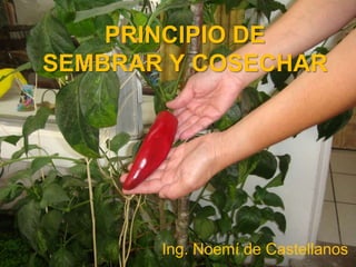 PRINCIPIO DE
SEMBRAR Y COSECHAR
Ing. Noemí de Castellanos
 