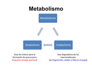 Metabolismo
Metabolismo
Catabolismo
Anabolismo
Fase de síntesis para la
formación de precursores
(requiere energía química)
Fase degradativa de las
macromoléculas
(se fragmentan, oxidan y liberan energía)
 