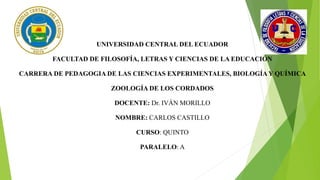 UNIVERSIDAD CENTRAL DEL ECUADOR
FACULTAD DE FILOSOFÍA, LETRAS Y CIENCIAS DE LA EDUCACIÓN
CARRERA DE PEDAGOGIA DE LAS CIENCIAS EXPERIMENTALES, BIOLOGÍAY QUÍMICA
ZOOLOGÍA DE LOS CORDADOS
DOCENTE: Dr. IVÁN MORILLO
NOMBRE: CARLOS CASTILLO
CURSO: QUINTO
PARALELO: A
 