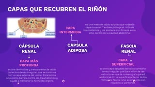 PRINCIPIOS ANT. Y FISIOLO. DEL SISTE. RENAL - GRUPO 4.pptx