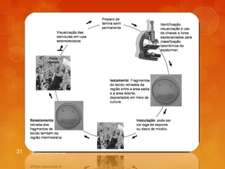 31 Dr. Milton Luiz da Paz Lima 
 