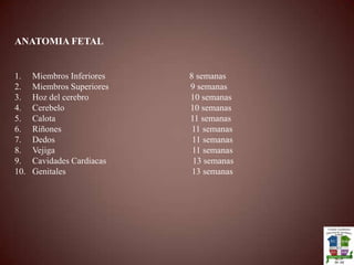 ANATOMIA FETALMiembros Inferiores                                      8 semanasMiembros Superiores                                     9 semanasHoz del cerebro                                              10 semanasCerebelo                                                         10 semanasCalota                                                             11 semanasRiñones                                                           11 semanasDedos                                                              11 semanasVejiga                                                              11 semanasCavidades Cardiacas                                       13 semanasGenitales                                                         13 semanas 