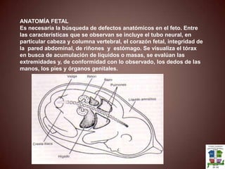 Se debe informar la ubicación de la placenta y la relación con el OCI (Determinar Placenta previa)Antes de las 27 sem la placenta se define como HOMOGENEA O HETEROGENEA, después de dicha semana se informa los grados.