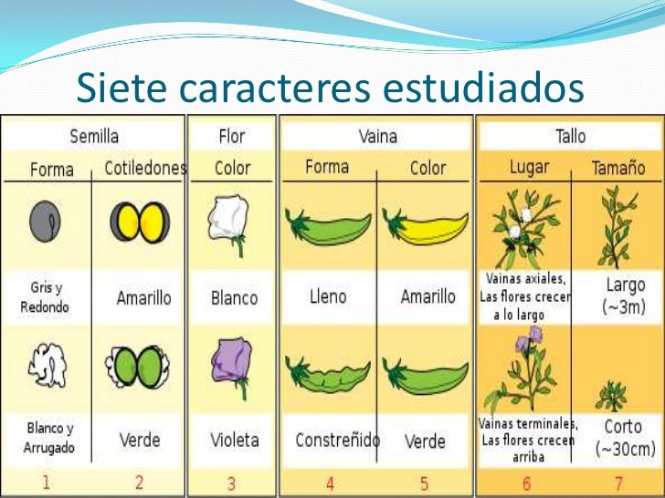 Caracteres