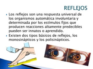 Los reflejos son una respuesta universal de los organismos automática involuntaria y determinada por los estímulos fijos que producen reacciones altamente predecibles pueden ser innatos o aprendido.Existen dos tipos básicos de reflejos, los monosinápticos y los polisinápticos. REFLEJOS