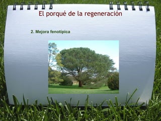 El porqué de la regeneración                      2. Mejora fenotípica                       