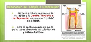 Reparación del Complejo Dentopulpar
 Se lleva a cabo la reparación de
los tejidos y la Dentina Terciaria o
de Reparación queda como “cicatríz”
de la lesión.
 Esto es posible a causa de que la
pulpa posee abundante vascularización
y sistema linfático.
 