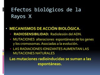 Efectos biológicos de la
  Rayos X

• MECANISMOS DE ACCIÓN BIOLÓGICA.
 • RADIOSENSIBILIDAD: Radiolesión del ADN.
 • MUTACIONES alteraciones espontáneas de los genes
   y los cromosomas. Asociadas a la evolución.
 • LAS RADIACIONES IONIZANTES AUMENTAN LAS
   MUTACIONES NATURALES
 Las mutaciones radioinducidas se suman a las
               espontáneas.
 
