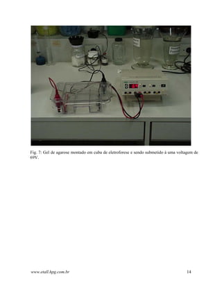 Fig. 7: Gel de agarose montado em cuba de eletroforese e sendo submetido à uma voltagem de
69V.




www.etall.hpg.com.br                                                               14
 