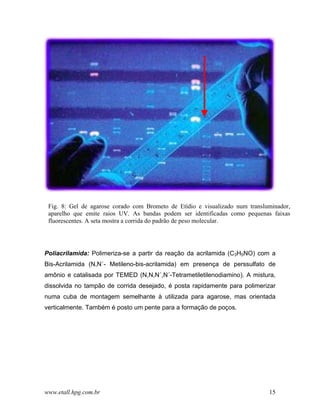 Fig. 8: Gel de agarose corado com Brometo de Etídio e visualizado num transluminador,
 aparelho que emite raios UV. As bandas podem ser identificadas como pequenas faixas
 fluorescentes. A seta mostra a corrida do padrão de peso molecular.




Poliacrilamida: Polimeriza-se a partir da reação da acrilamida (C3H5NO) com a
Bis-Acrilamida (N,N´- Metileno-bis-acrilamida) em presença de perssulfato de
amônio e catalisada por TEMED (N,N,N´,N´-Tetrametiletilenodiamino). A mistura,
dissolvida no tampão de corrida desejado, é posta rapidamente para polimerizar
numa cuba de montagem semelhante à utilizada para agarose, mas orientada
verticalmente. Também é posto um pente para a formação de poços.




www.etall.hpg.com.br                                                          15
 