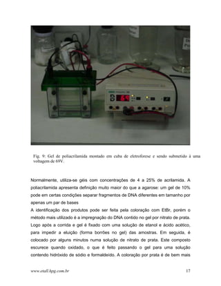Fig. 9: Gel de poliacrilamida montado em cuba de eletroforese e sendo submetido à uma
 voltagem de 69V.



Normalmente, utiliza-se géis com concentrações de 4 a 25% de acrilamida. A
poliacrilamida apresenta definição muito maior do que a agarose: um gel de 10%
pode em certas condições separar fragmentos de DNA diferentes em tamanho por
apenas um par de bases
A identificação dos produtos pode ser feita pela coloração com EtBr, porém o
método mais utilizado é a impregnação do DNA contido no gel por nitrato de prata.
Logo após a corrida e gel é fixado com uma solução de etanol e ácido acético,
para impedir a eluição (forma borrões no gel) das amostras. Em seguida, é
colocado por alguns minutos numa solução de nitrato de prata. Este composto
escurece quando oxidado, o que é feito passando o gel para uma solução
contendo hidróxido de sódio e formaldeído. A coloração por prata é de bem mais


www.etall.hpg.com.br                                                          17
 