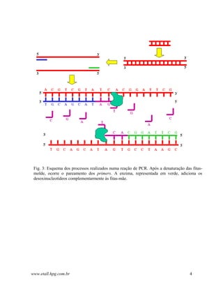 Fig. 3: Esquema dos processos realizados numa reação de PCR. Após a denaturação das fitas-
 molde, ocorre o pareamento dos primers. A enzima, representada em verde, adiciona os
 desoxinucleotídeos complementarmente às fitas-mãe.




www.etall.hpg.com.br                                                                4
 