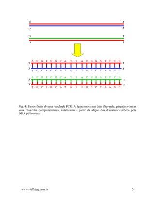 Fig. 4: Passos finais de uma reação de PCR. A figura mostra as duas fitas-mãe, pareadas com as
suas fitas-filha complementares, sintetizadas a partir da adição dos desoxinucleotídeos pela
DNA polimerase.




  www.etall.hpg.com.br                                                                    5
 