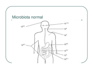 Microbiota normal
 