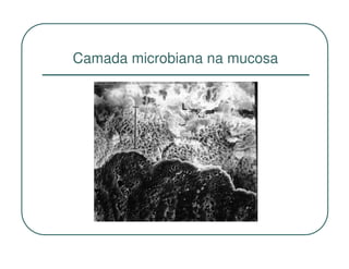 Camada microbiana na mucosa
 