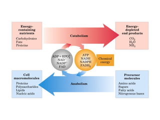 Principios de bioenergética