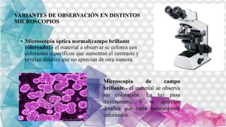 VARIANTES DE OBSERVACIÓN EN DISTINTOS
MICROSCOPIOS
• Microscopia óptica normal(campo brillante
coloreado).- el material a observar se colorea con
colorantes específicos que aumentan el contraste y
revelan detalles que no aprecian de otra manera.
Microscopia de campo
brillante.- el material se observa
sin coloración. La luz pasa
directamente y se aprecian
detalles que estén naturalmente
coloreados.
 