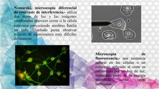 Microscopia de
fluorescencia.- una sustancia
natural en las células o un
colorante aplicado al corte es
estimulado por un haz de luz,
emitiendo parte de la energía
absorbida como rayas
luminosas.
Nomarski, microscopia diferencial
de contraste de interferencia.- utiliza
dos rayos de luz y las imágenes
combinadas aparecen como si la célula
estuviera proyectando sombras hacia
un lado. Diseñado parea observar
relieves de especímenes muy difíciles
de manejar.
 