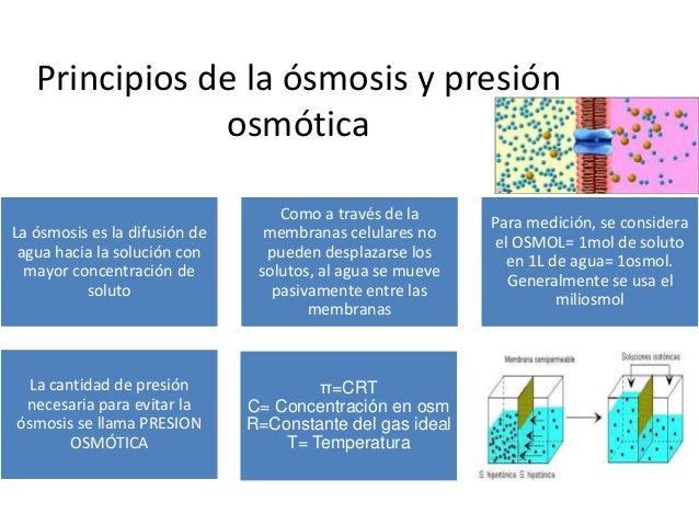 Resultado de imagen para Principios básicos de la ósmosis y la presión osmótica