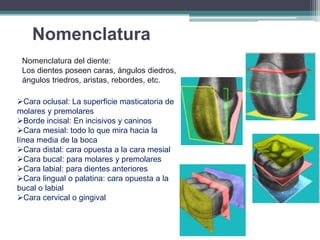 Nomenclatura
Nomenclatura del diente:
Los dientes poseen caras, ángulos diedros,
ángulos triedros, aristas, rebordes, etc.
Cara oclusal: La superficie masticatoria de
molares y premolares
Borde incisal: En incisivos y caninos
Cara mesial: todo lo que mira hacia la
línea media de la boca
Cara distal: cara opuesta a la cara mesial
Cara bucal: para molares y premolares
Cara labial: para dientes anteriores
Cara lingual o palatina: cara opuesta a la
bucal o labial
Cara cervical o gingival

 