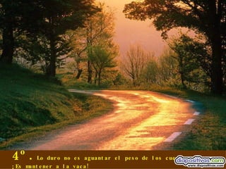 4º. Lo duro no es aguantar el peso de los cuernos... ¡Es mantener a la vaca! 