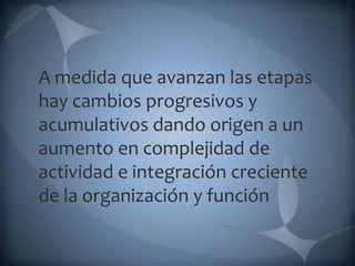 A medida que avanzan las etapas
hay cambios progresivos y
acumulativos dando origen a un
aumento en complejidad de
actividad e integración creciente
de la organización y función
 