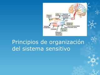 Principios de organización
del sistema sensitivo
 