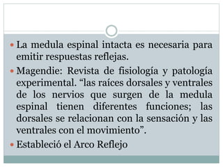  La medula espinal intacta es necesaria para
emitir respuestas reflejas.
 Magendie: Revista de fisiología y patología
experimental. “las raíces dorsales y ventrales
de los nervios que surgen de la medula
espinal tienen diferentes funciones; las
dorsales se relacionan con la sensación y las
ventrales con el movimiento”.
 Estableció el Arco Reflejo
 