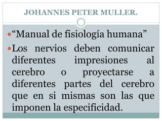 JOHANNES PETER MULLER.
“Manual de fisiología humana”
Los nervios deben comunicar
diferentes impresiones al
cerebro o proyectarse a
diferentes partes del cerebro
que en si mismas son las que
imponen la especificidad.
 