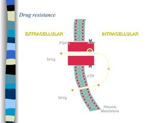EXTRACELLULAR INTRACELLULAR ATP PGP 170 ATP Drug Drug Plasma Membrane Drug resistance 