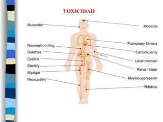Mucositis Nausea/vomiting Diarrhea Cystitis Sterility Myalgia Neuropathy Alopecia Pulmonary fibrosis Cardiotoxicity Local reaction Renal failure Myelosuppression Phlebitis TOXICIDAD 