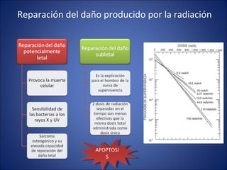 Reparación del daño producido por la radiación APOPTOSIS 