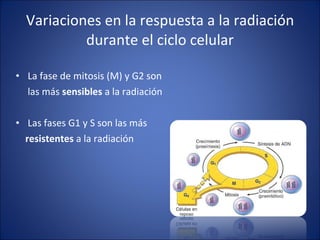 Variaciones en la respuesta a la radiación durante el ciclo celular La fase de mitosis (M) y G2 son las más  sensibles  a la radiación Las fases G1 y S son las más  resistentes  a la radiación 
