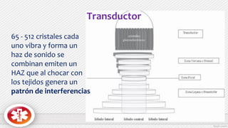 Transductor
65 - 512 cristales cada
uno vibra y forma un
haz de sonido se
combinan emiten un
HAZ que al chocar con
los tejidos genera un
patrón de interferencias
 
