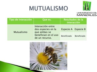 Tipo de interacción Que es. Resultados de la
interacción
Mutualismo
Interacción entre
dos especies en la
que ambas se
benefician en el uso
de un recurso.
Especie A Especie B
Beneficiado Beneficiado
 