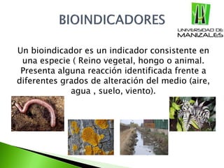 Un bioindicador es un indicador consistente en
una especie ( Reino vegetal, hongo o animal.
Presenta alguna reacción identificada frente a
diferentes grados de alteración del medio (aire,
agua , suelo, viento).
 
