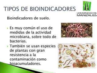 Bioindicadores de suelo.
 Es muy común el uso de
medidas de la actividad
microbiana, sobre todo de
bacterias.
 También se usan especies
de plantas con gran
resistencia a la
contaminación como
bioacumuladores.
 