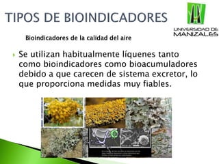  Se utilizan habitualmente líquenes tanto
como bioindicadores como bioacumuladores
debido a que carecen de sistema excretor, lo
que proporciona medidas muy fiables.
Bioindicadores de la calidad del aire
 
