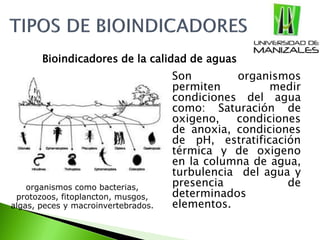 Son organismos
permiten medir
condiciones del agua
como: Saturación de
oxigeno, condiciones
de anoxia, condiciones
de pH, estratificación
térmica y de oxigeno
en la columna de agua,
turbulencia del agua y
presencia de
determinados
elementos.
Bioindicadores de la calidad de aguas
organismos como bacterias,
protozoos, fitoplancton, musgos,
algas, peces y macroinvertebrados.
 