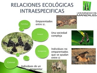 Emparentados
entre si.
Individuos de un
mismo progenitor
Una sociedad
compleja
Individuos no
emparentados
que se ayudan
entre si
 