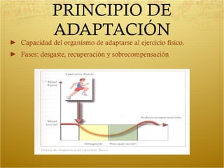 PRINCIPIO DE ADAPTACIÓN Capacidad del organismo de adaptarse al ejercicio físico. Fases: desgaste, recuperación y sobrecompensación 