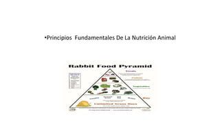 •Principios Fundamentales De La Nutrición Animal
 