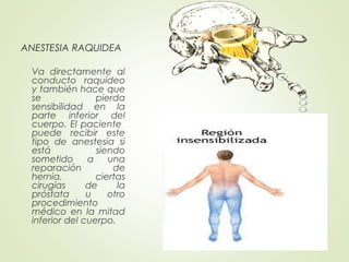 ANESTESIA RAQUIDEA
Va directamente al
conducto raquídeo
y también hace que
se pierda
sensibilidad en la
parte inferior del
cuerpo. El paciente
puede recibir este
tipo de anestesia si
está siendo
sometido a una
reparación de
hernia, ciertas
cirugías de la
próstata u otro
procedimiento
médico en la mitad
inferior del cuerpo.
 