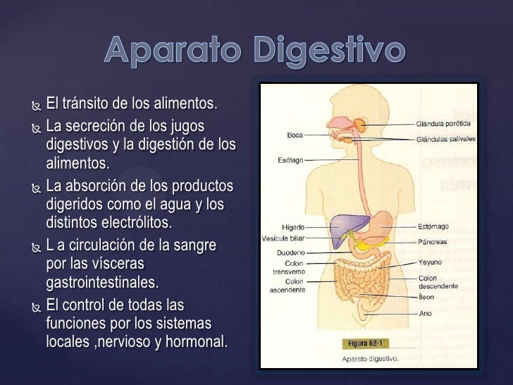 Principios generales de la función gastrointestinal