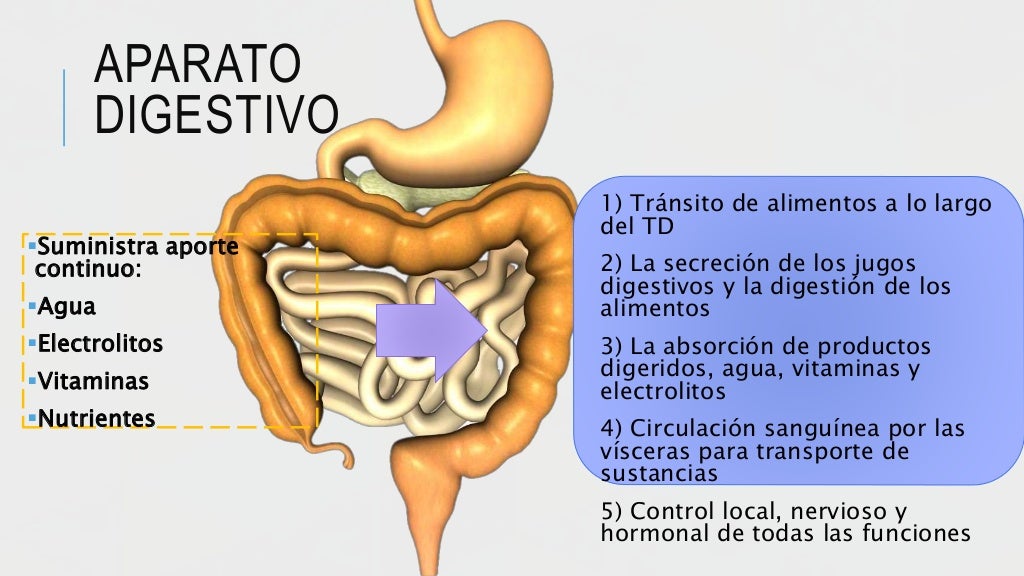 Principios generales de la función gastrointestinal cap.63