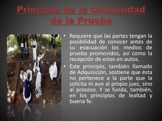 Principio de la Comunidad
de la Prueba
• Requiere que las partes tengan la
posibilidad de conocer antes de
su evacuación los medios de
prueba promovidos, así como la
recepción de estas en autos.
• Este principio, también llamado
de Adquisición, sostiene que ésta
no pertenece a la parte que la
solicita ni aun al propio juez, sino
al proceso. Y se funda, también,
en los principios de lealtad y
buena fe.
 