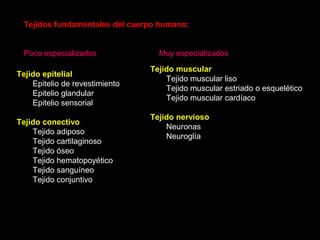 Tejido epitelial
Epitelio de revestimiento
Epitelio glandular
Epitelio sensorial
Tejido conectivo
Tejido adiposo
Tejido cartilaginoso
Tejido óseo
Tejido hematopoyético
Tejido sanguíneo
Tejido conjuntivo
Tejido muscular
Tejido muscular liso
Tejido muscular estriado o esquelético
Tejido muscular cardíaco
Tejido nervioso
Neuronas
Neuroglía
Tejidos fundamentales del cuerpo humano:
Poco especializados Muy especializados
 