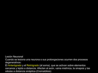 Lesión Neuronal
Cuando se lesiona una neurona o sus prolongaciones ocurren dos procesos
degenerativos:
El Anterógrado y el Retrógrado (al soma), que se activan sobre elementos
cercanos y tejido a distancia. Afectan al axón, vaina mielínica, la sinapsis y las
células a distancia sináptica (Cromatólisis)
 